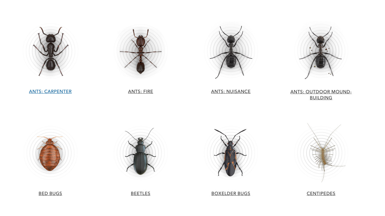 Screenshot vom Bug Finder
